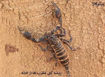 ریشه کنی عقرب ها